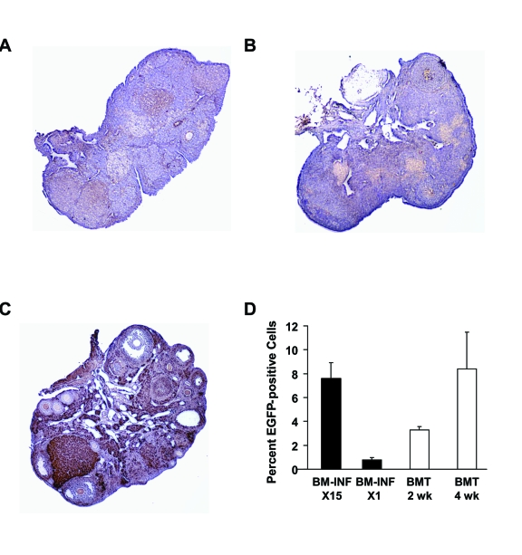 Analysis of donor cell engraftment in recipients after BM-INF without prior conditioning