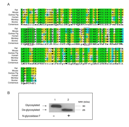 Conservation of N-glycosylation sites in apoD among species. (A)