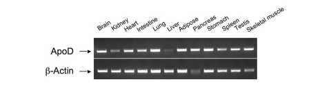 Tissue distribution of apoD mRNA expression