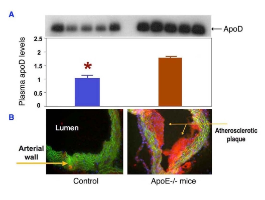 ApoD production is upregulated in atherogenic mice