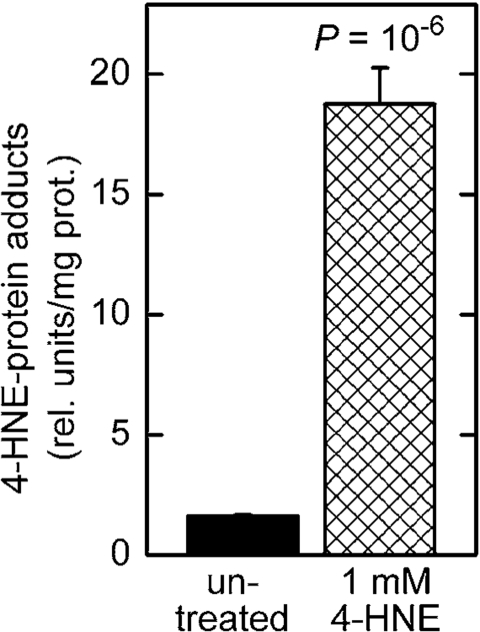 Increased level of 4‑HNE-protein adducts in C. elegans treated with 4‑HNE