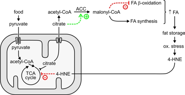 Proposed role of 4‑HNE in the generation and maintenance of fat stores