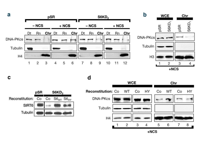 SIRT6 stabilizes DNA-PKcs at chromatin in response to DNA damage