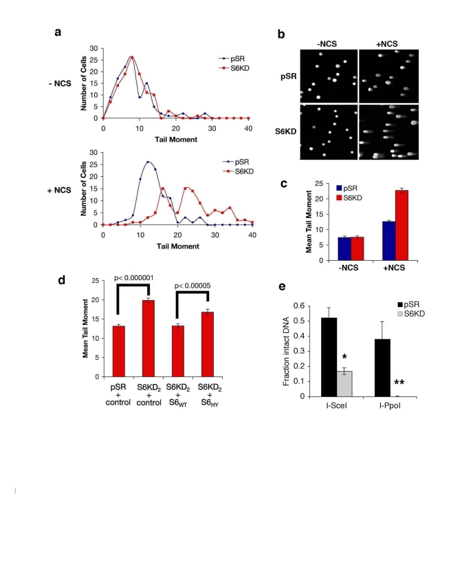 SIRT6 promotes resolution of DNA double strand breaks (DSBs)