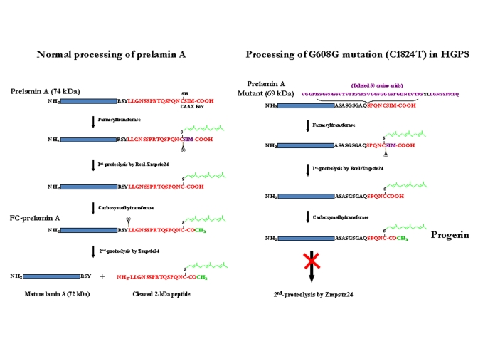 Maturation of lamin A and formation of progerin or LA∆50