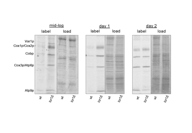 Elevated mitochondrial translation rates in tor1Δ strains during the exponential and early stationary growth phases