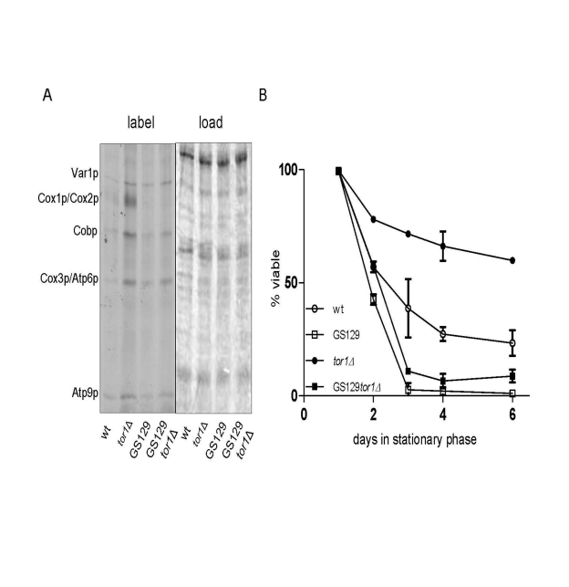 Reduced TOR signaling does not rescue chronological life span in the short-lived GS129 strain with imbalanced mitochondrial translation