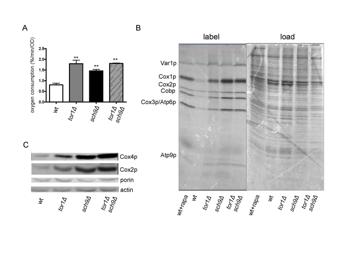 Sch9p mediates TOR-dependent increases in mitochondrial function