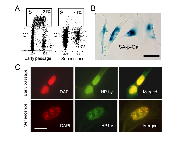  WI-38 cells cease to proliferate after extensive in vitro passaging and become senescent. (A) Cell cycle analysis after BrdU incorporation in early passage and senescent cells. S phase cells are within the rectangle. (B) Senescent WI-38 cells stain for SA-β-Gal activity. Scale bar is 50 μm. (C) SAHF in senescent WI-38 cells. Early passage and senescent cells were immunostained with anti-HP-1γ antibody (green) and counter stained with DAPI (red). Scale bar is 20 μm. 