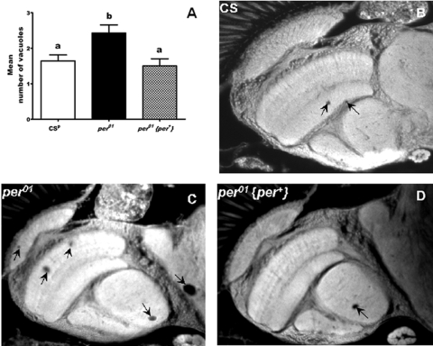 Neuronal degeneration is accelerated in per01mutants compared to CSp and flies with restored per function (per01{per+}) on day 50. (A) Mean number of vacuoles (with SEM) representing neuronal degeneration was significantly higher in per01mutants compared with wild type CSp and flies with rescued per. Bars with different superscripts are significantly different at pB-D) Photomicrographs of representative brain sections of CSp, per01, and per01{per+} males. Arrows point to vacuolization. 