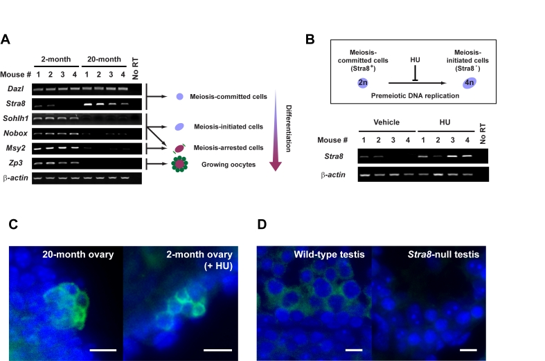 Premeiotic germ cells persist in aged atrophic mouse ovaries