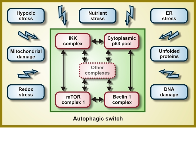 Molecular composition of the hypothetical autophagic switch