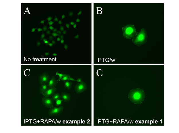 Visualization of loss of hypertrophy during proliferation of competent cells