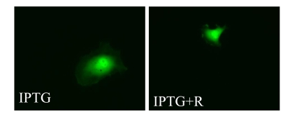 Visualization of cellular hypertrophy