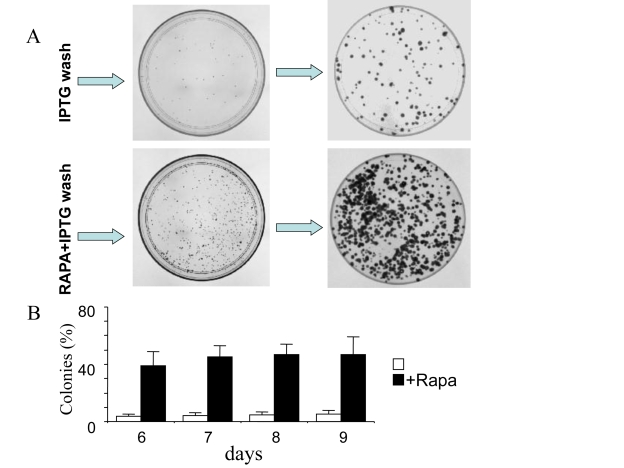 Clonal proliferation of competent cells