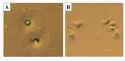 The morphology of cells during recovery