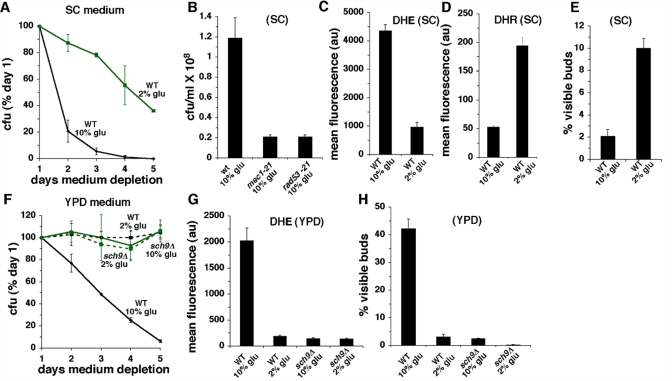 Effects of high glucose (10%) in SC or YPD medium