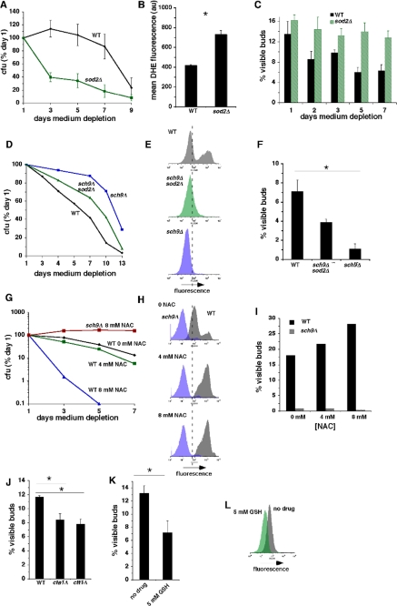 O2- inhibit growth arrest of stationary phase cells in G0/G1 in parallel with a shorter CLS