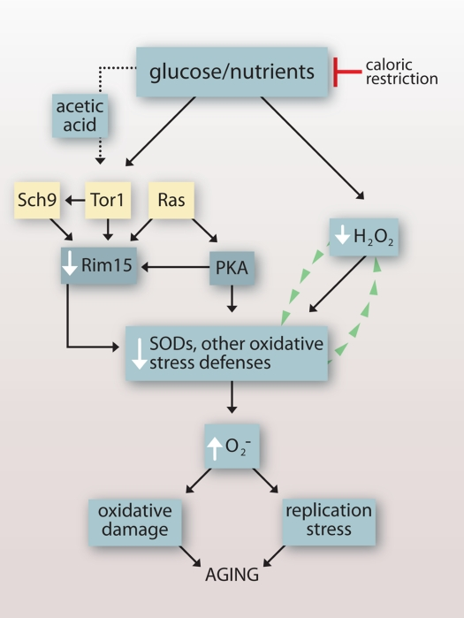 Impact of growth signaling pathways and caloric restriction on chronological lifespan in budding yeast