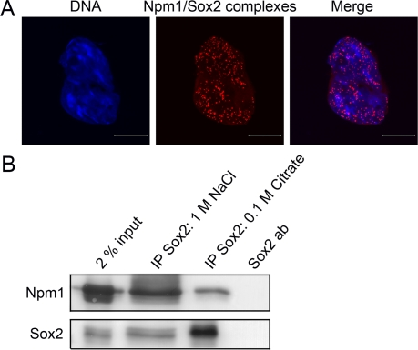 Sox2 physically interacts with Npm1 in ES cells