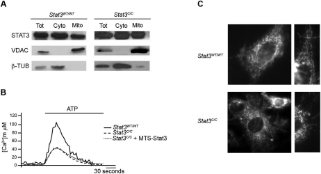 STAT3-mitochondrial localization and mitochondria morphology. (A) Intracellular localization of Stat3. Sub-cellular fractions were isolated and protein extracts were prepared as described in M&M. Western blot analysis was performed using antibodies against STAT3, and VDAC-1 or β-TUBULIN were used as mitochondrial and cytoplasmic markers, respectively. Tot, whole unfractionated extract; Cyto, cytoplasmic fraction; Mito, mitochondrial fraction. (B) Effects of expressing a mitochondria targeted STAT3 form (MTS-Stat3) on mitochondrial Ca2+ homeostasis. MEFs were co-transfected with mitochondria-targeted aequorin (AEQ) and MTS-Stat3, and AEQ measured upon challenging with 100 μM ATP. Traces are representative of at least 10 from 3 independent experiments yielding similar results. (C) Mitochondrial morphology was visualized by loading MEFs with 10 nM TMRM. The field of cells is representative of > 50 observations from 2 independent experiments.