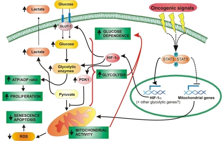 STAT3 acts as a central mediator of cell metabolism through both HIF-1α-dependent and -independent mechanisms. Many oncogenic signals can trigger the constitutive activation of STAT3, either directly or indirectly. Activated STAT3 migrates into the nucleus, where it up-regulates HIF-1α expression and lowers the expression of mitochondrial mRNAs, either via direct or indirect mechanisms. HIF-1α induces the transcription of different genes involved in glycolysis; the glucose channel GLUT-1 enhances glucose intake; the kinase PDK-1 reduces the conversion of pyruvate into Acetyl-CoA, favouring its catabolism into lactate; other enzymes, such as ENO-1 or PFK-L, sustain glycolysis by improving glucose metabolism. Increased glycolysis results in enhanced lactate production, and allows the cell to maintain a high ATP/ADP ratio even in the presence of reduced mitochondrial respiration. All together, this results in enhanced proliferative potential. The decreased mitochondrial activity, insensitive to HIF-1α silencing, is instead predominantly caused by the down-regulation of nuclear-encoded mitochondrial genes and leads to reduced oxidative metabolism, which in turn prevents ROS over-production protecting the cell from senescence and apoptosis. The metabolic switch from oxidative phosphorylation to aerobic glycolysis, typical of most cancer cells, makes cells highly sensitive to glucose deprivation.