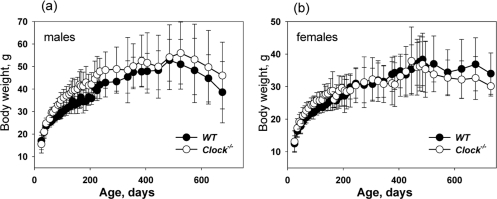 CLOCK deficiency does not affect body weight of mice