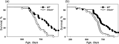 Effect of CLOCK on mouse lifespan. Kaplan-Meyer survival curves of wild type and Clock−/− mice of both genders