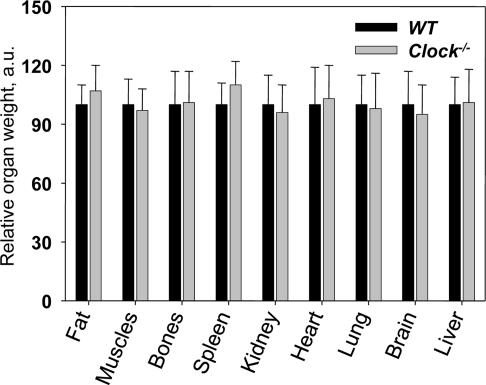 Relative weights of major organs from 24-months old wild type and Clock−/− mice