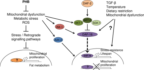 Opposing effects of prohibitin deficiency on aging