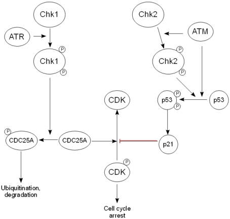 The downstream effectors of the DDR. After activation by ATR, Chk1 phosphorylates the CDC25 family of phosphatases, thereby targeting them for ubiquityn-ation and subsequent degradation and preventing the activation of cyclin-dependent kinases. Chk2 is activated by ATM and phosphorylates p53, causing its stabilization and activation, while ATM also activates p53 directly. This in turn regulates the expression of the CDK inhibitor p21, leading to arrest of the cell cycle.
