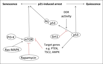 The role of p53 in senescence. The determination of cell fate following p21-induced cell cycle arrest is dependent on the activity of p53 towards mTOR. Under conditions where p53 can inhibit mTOR via the transcriptional activation of specific target genes, cells will enter quiescence. However, when p53 cannot inhibit mTOR, cells will become senescent. The transcriptional activity of p53, and so its activity towards mTOR, can also be regulated by post-translational modifications such as acetylation, which is linked to the activity of the DDR.