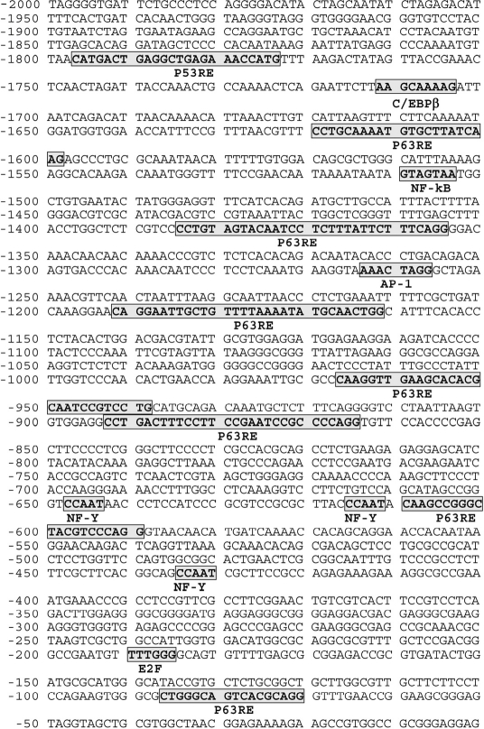 Schematic representation of ATM (2000 bp) promoter