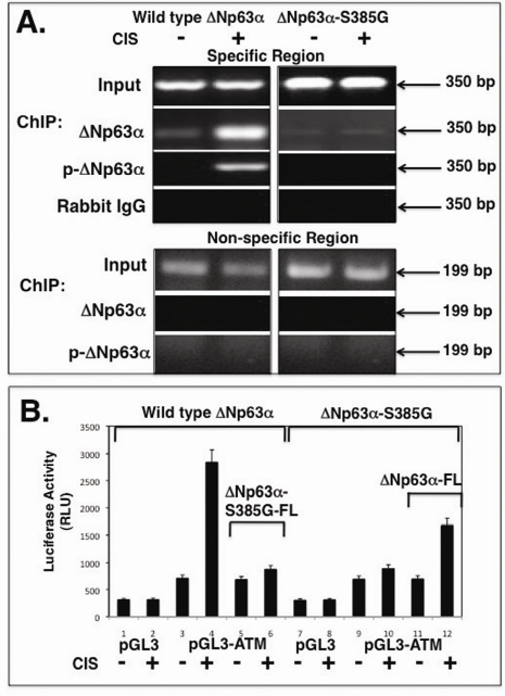 Binding of the p-ΔNp63α protein to the ATM promoter in vivo