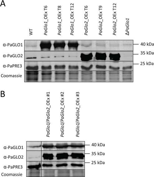 Immunodetection analysis of PaGLO1 and PaGLO2 levels in the wild type (WT) and transgenic glyoxalase strains. A