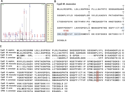 Cyclophilin D is acetylated at K166