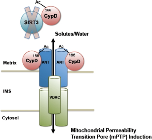 Regulation of the mPTP by SIRT3