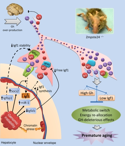 Proposed model for the somatotroph axis alterations of Zmpste24−/− progeroid mice