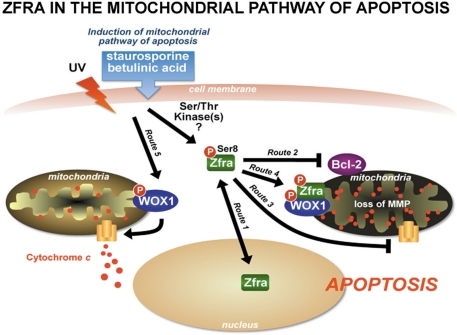 Zfra in the mitochondrial pathway of apoptosis