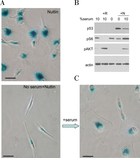 Serum stimulation is required for senescent morphology in nutlin-treated MEL-10 cells