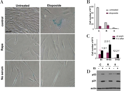Effects of rapamycin and serum starvation on etoposide-induced senescence in WI-38t cells