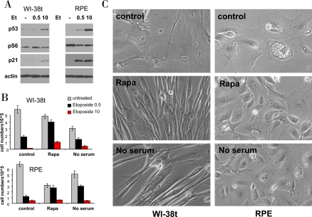 Effects of rapamycin and serum starvation on senescence caused by a higher concentration of etoposide