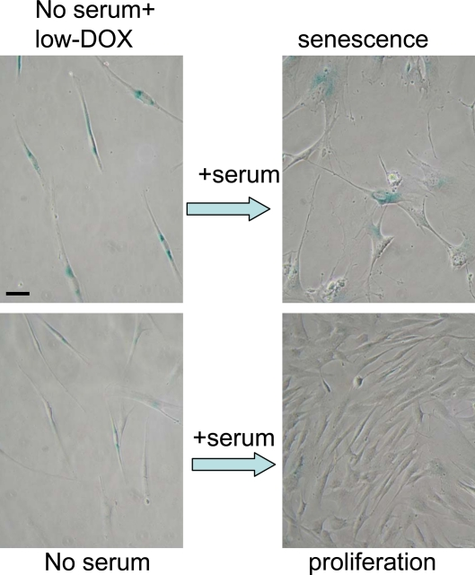 Serum stimulation converts Dox-locked quiescence into senescence in WI-38t cells