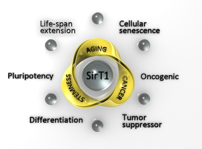 Representation of the possible connections of stemness, aging and cancer processes, mediated by SirT1