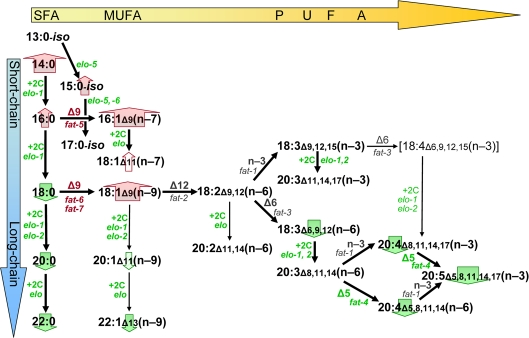 Lipid biosynthesis changes associated with C. elegans longevity