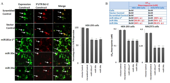 Effect of miRNAs on Bcl-2 3'UTR and rate of apoptosis in cell lines, using transfection assays