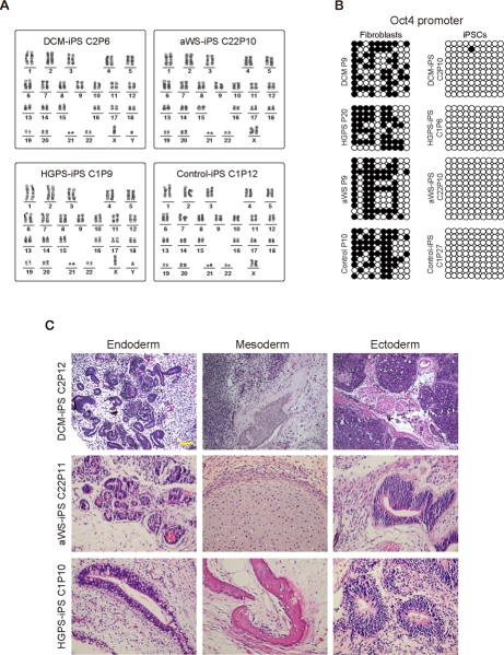 Additional characterization of iPSCs containing mutations in lamin A/C