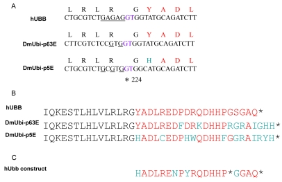Comparison of human and Drosophila ubiquitin gene sequences