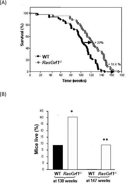 Delayed Ageing in RasGrf1−/−.