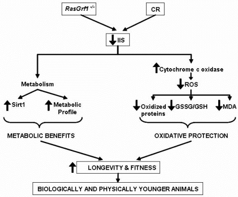 Schematic Representation of the Molecular and Physiological Characteristics of RasGrf1−/− Animals